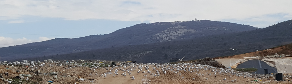 Galebovi na Treskavcu